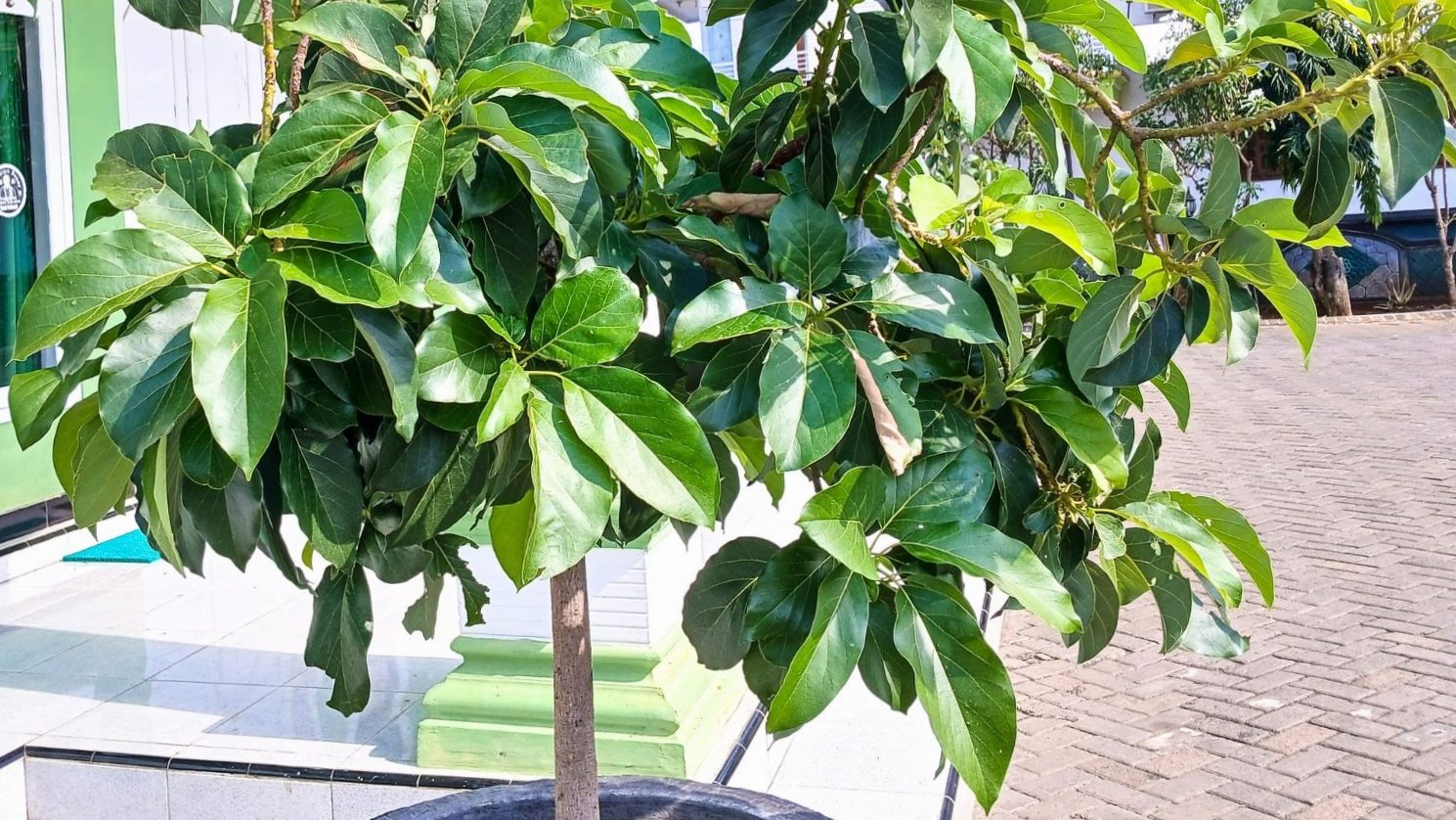 When and how to plant an avocado in a pot: maintenance, watering, exposure, repotting